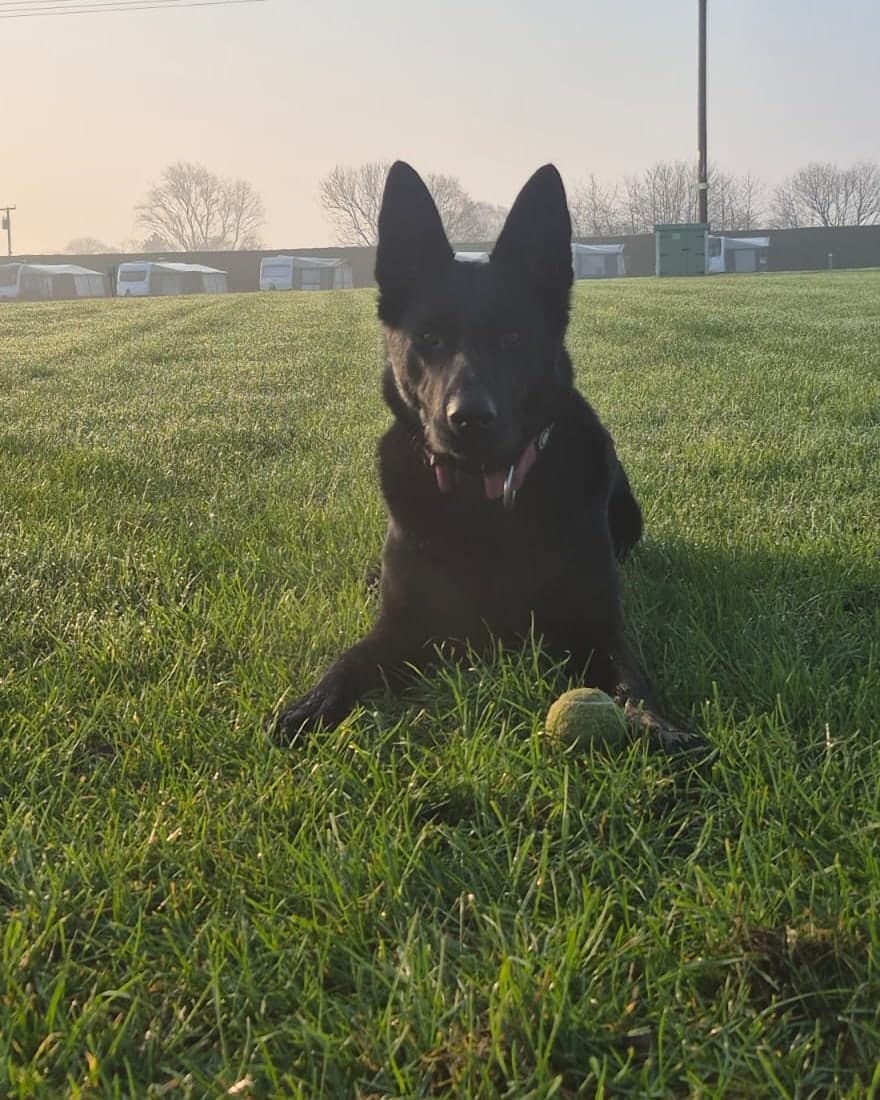 One of Ella's own dogs, a black German Shepherd, lying on the grass with a tennis ball