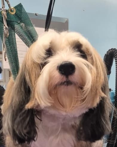 A freshly groomed Tibetan Terrier with a soft, brushed-out coat after a full groom